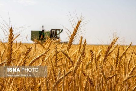 دستاورد مثبت مجلس یازدهم برای کشاورزان/ تولید و خرید گندم ۶۰ درصد افزایش یافت