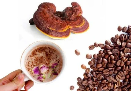 گیاه گانودرما از کجا تهیه کنیم