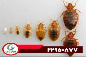خدمات متنوع یک شرکت سمپاشی در مشهد
