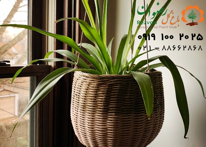 کدام گیاهان اکسیژن بیشتری تولید می کنند؟