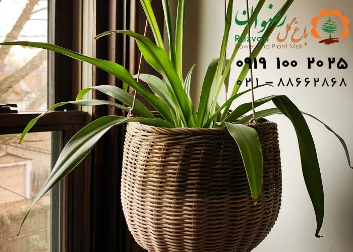 کدام گیاهان اکسیژن بیشتری تولید می کنند؟