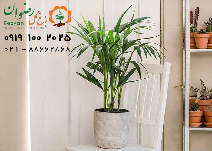 کدام گیاهان اکسیژن بیشتری تولید می کنند؟