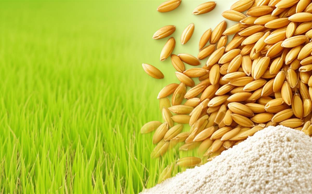 سبوس برنج چیست و چگونه تولید می شود؟ از صفر تا صد